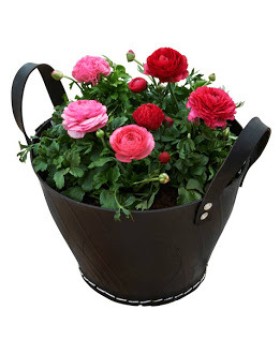 Persian Buttercup  Planters
